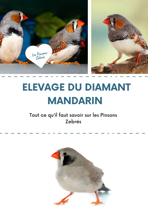 Guide Diamant Mandarin