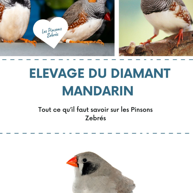 Guide Diamant Mandarin